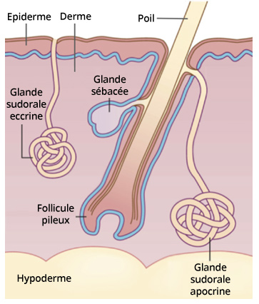 carcinome annexiel